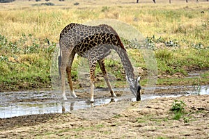 Masai giraffe Giraffa camelopardalis tippelskirchii