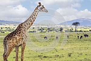 Masai giraffe Giraffa Camelopardalis Tippelskirchii in Maasai Mara National Reserve, Kenya