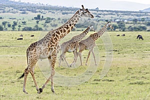 Masai giraffe (Giraffa Camelopardalis Tippelskirchii) in Maasai Mara National Reserve, Kenya