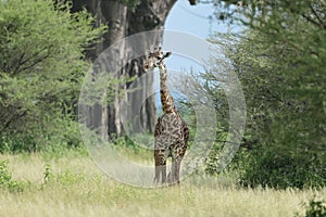 A Masai Giraffe grazing in the thicket