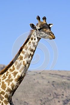 Masai giraffe - head and neck