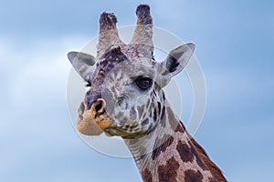 Masai Giraffe Head Portrait