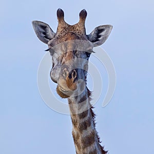 Masai Giraffe Head Portrait