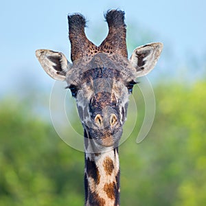 Masai Giraffe Head Portrait