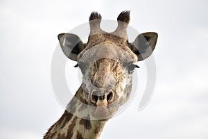 Masai Giraffe Head Shot with Cloud Background