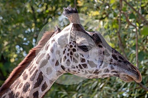 Masai giraffe head shot portrait photo