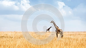 Masai Giraffe in Kenya Plains