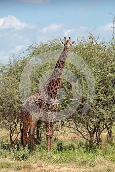 A Masai Giraffe male in the Acacia thicket