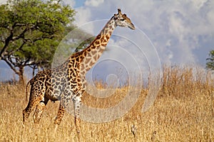 Masai giraffe male, Serengeti, Tanzania