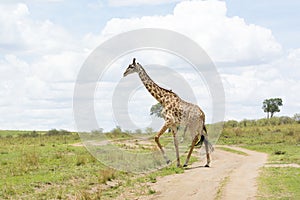 Masai Giraffe in Masai Mara National Park in Kenya