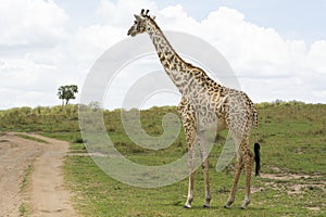 Masai Giraffe in Masai Mara National Park in Kenya