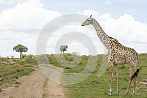 Masai Giraffe in Masai Mara National Park in Kenya