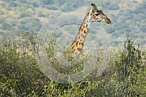 A Masai Giraffe in Masai Mara National Park in Kenya