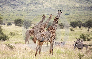 Masai giraffe in nature