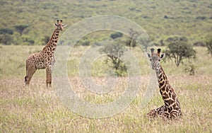 Masai giraffe in nature