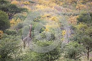 Masai giraffe in nature