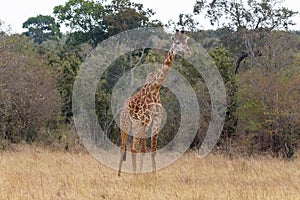 Masai giraffe near the edge of the forest. Masai Mara, Kenya