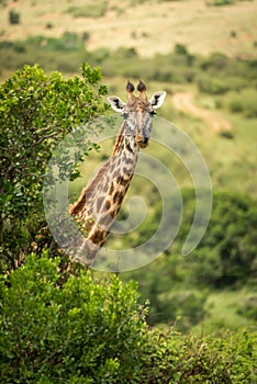 Masai giraffe pokes head out from bushes