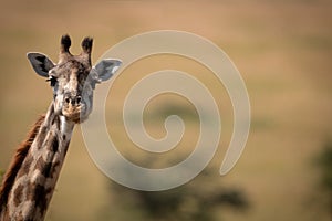 Masai giraffe poking long neck into frame