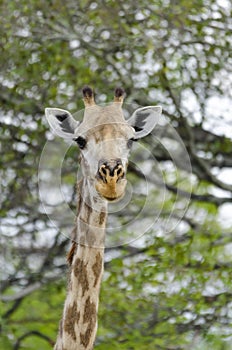 Masai giraffe portait