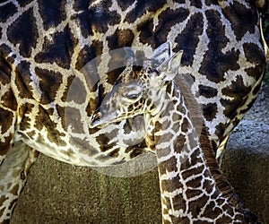 Masai Giraffe Portrait