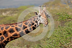 Masai giraffe