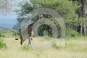 A Masai Giraffe in the savannah