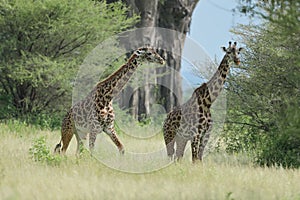 Masai Giraffe in the savannah