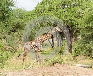 Masai giraffe in Tanzania