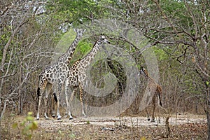 Masai giraffe, Selous Game Reserve, Tanzania photo