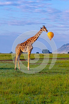 Masai Giraffe With Speech Bubble