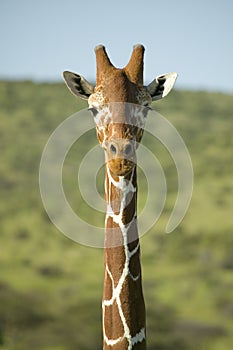 Masai Giraffe stairs into camera head-on at the Lewa Wildlife Conservancy, North Kenya, Africa