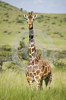 Masai Giraffe stairs into camera at the Lewa Wildlife Conservancy, North Kenya, Africa