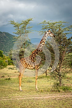 Masai giraffe stands browsing tree under clouds