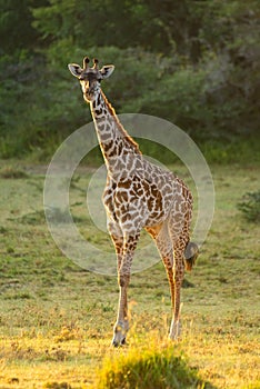 Masai giraffe stands in clearing eyeing camera