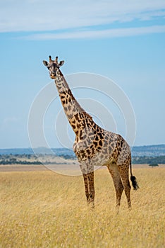 Masai giraffe stands eyeing camera in grass