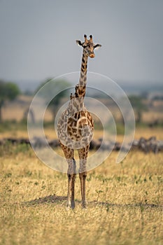 Masai giraffe stands near wildebeest and zebras