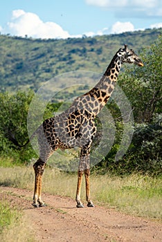 Masai giraffe stands in profile on track