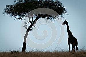 Masai giraffe stands in silhouette under tree