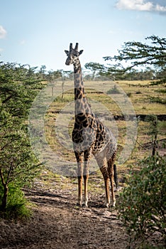 Masai giraffe stands on track between trees