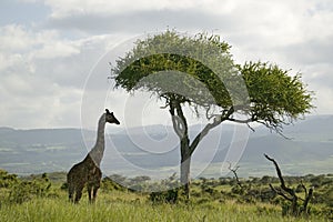 Masai Giraffe stands under acacia tree in Lewa Wildlife Conservancy, North Kenya, Africa