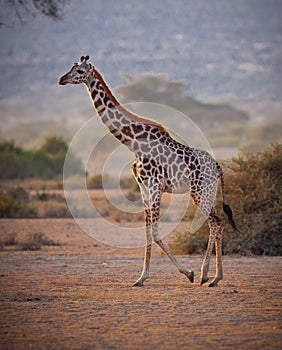 Masai Giraffe in Tanzania