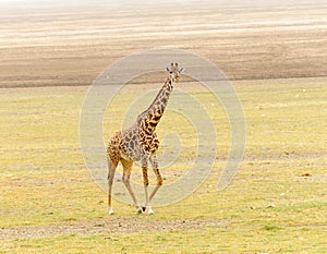 Masai giraffe in Tanzania