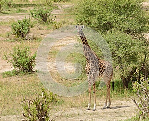 Masai giraffe in Tanzania