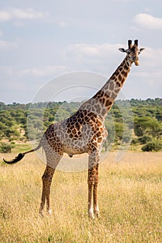 Masai giraffe in Tarangire National Park