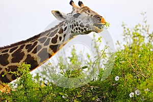 Masai giraffe in Tsavo East National park, Kenya, Africa