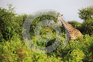 Masai-Giraffe in Tsavo East National Park, Kenya, Africa