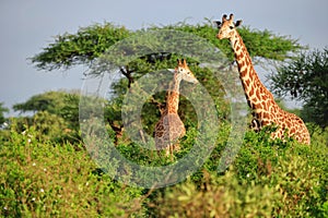 Masai Giraffe in Tsavo East Nationalpark, Kenya, Africa