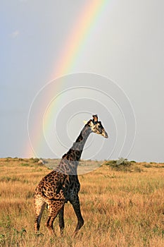 Masai giraffe under rainbow