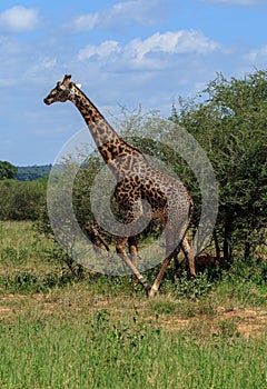 A Masai Giraffe walking in the Acacia thicket
